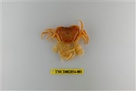 藏品(細足澤蟹)的圖片